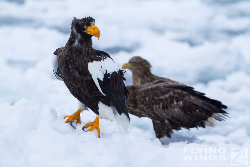eagles   2 zeitler 6 1024x683 - Hokkaido Winter Eagles